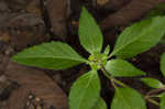 Toothed sedge